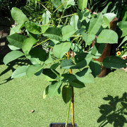 erythrina crista gallii
