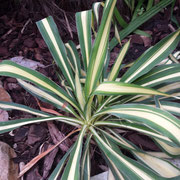 Yucca filamentosa 