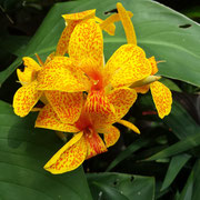 Canna tenerife
