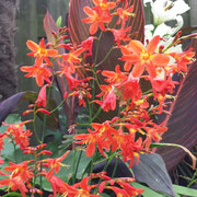 crocosmia carmine brilliant 