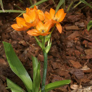 ornithogalum dubium