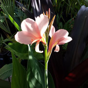 Canna jaegeriana