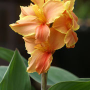 Canna corsico