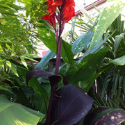 Canna cleopatra red