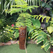 Delonix regia (flamboyant)