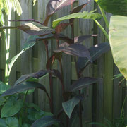 Canna russian red