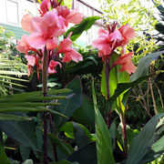 Canna blueberry sparker
