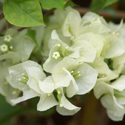 bougainvillea wit