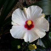Hibiscus Adonicus Rosa