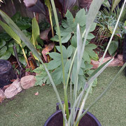 strelitzia parvifolia