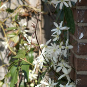 Clematis armandii