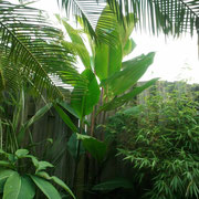 Canna musafolia