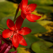 Schizostylus coccinea