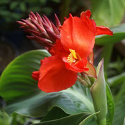 Canna rood