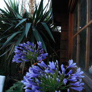 Agapanthus africannus