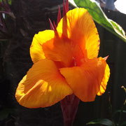 Canna durban