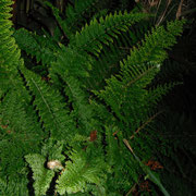 varen Polystichum setiferum (Plumosum densum)