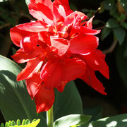 Canna kreta