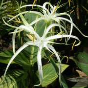 hymenocallis littoralis 