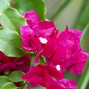 bougainvillea vera deep purple 