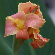 3 Canna hybr corsico