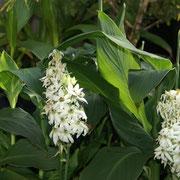 Ornithogalum thyrsoides