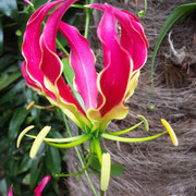 gloriosa 