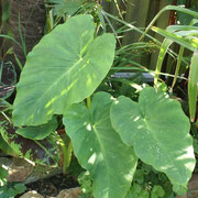 colocasia esculenta
