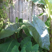  Colocasia fontanesii black