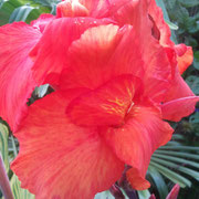 Canna australia