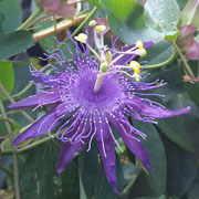 passiflora cary 