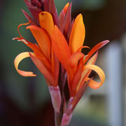 Canna russian red hybr