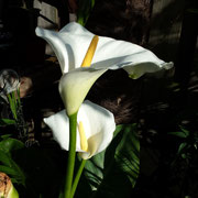calla 