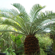 cycas revoluta