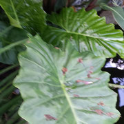 Alocasia Portadora