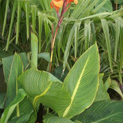 Canna pretoria