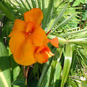 Canna pretoria