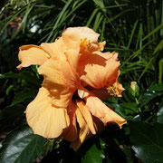 Hibiscus