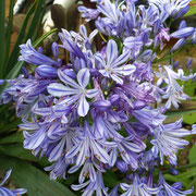 agapanthus charlotte 
