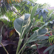 Canna stuttgart