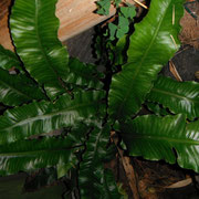 varen Tongvaren - Asplenium scolopendrium