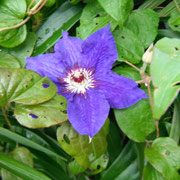 Clematis 'The President'