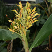 hedyhium littoralis 