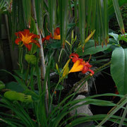 Daylily 'Autumn Red' (Hemerocallis)