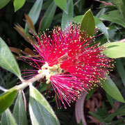 callistemon laevis 
