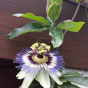 passiflora atrosanguineus 
