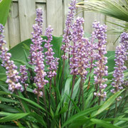 liriope muscari