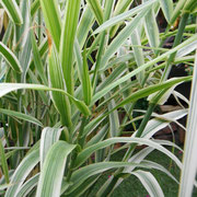 Arundo donax versicolor
