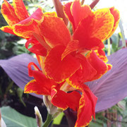 Canna Madeira