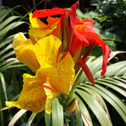 Canna cleopatra